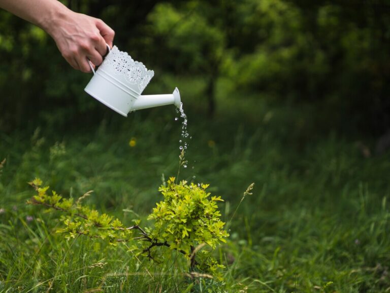 Best Watering Tips for a Healthier Lawn